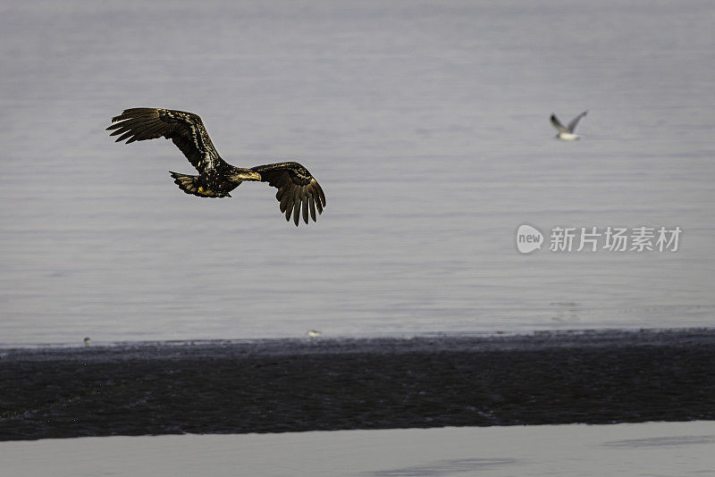 幼年白头海雕(halaeetus leucocephalus)飞过边界湾寻找下一顿美餐。加拿大不列颠哥伦比亚省。